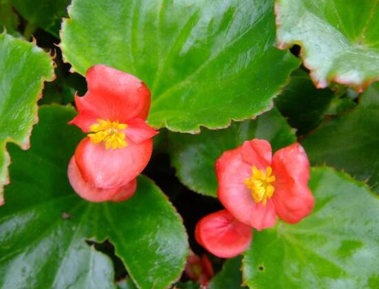 海棠花有幾種，欣賞六種最美麗的海棠花"