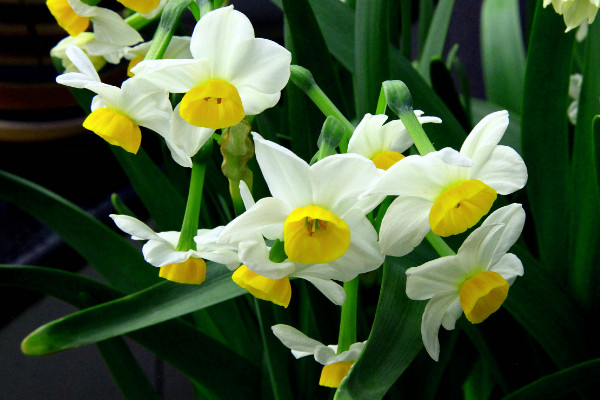 二月開什么花，水仙花/迎春花/獨(dú)占春/仙人指等"