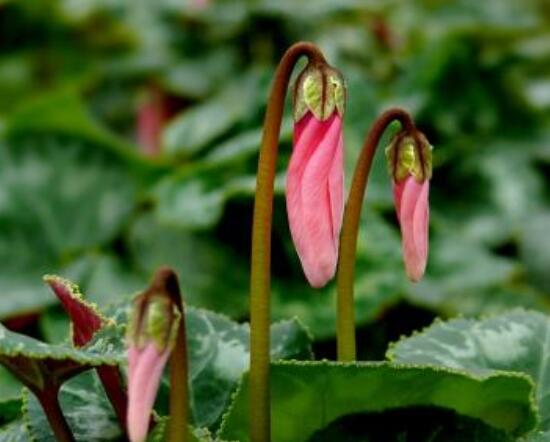 仙客來葉子發(fā)黃花倒下怎么辦，老農(nóng)總結(jié)出三種最實(shí)用解決措施"
