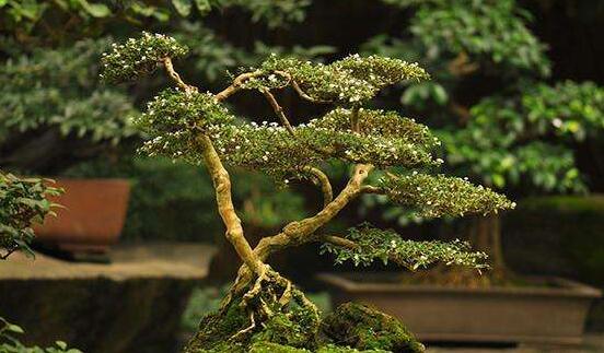 六月雪怎么變粗，做好六點基本方法生長粗壯"