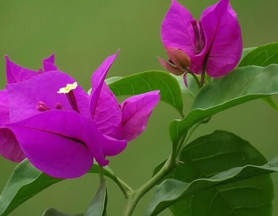 三角梅不開花，教你三種原因以及解決辦法"