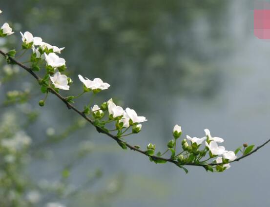 六月雪怎么澆水，六月雪澆水方法"