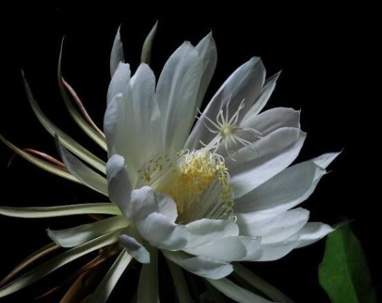 曇花什么時候葉插，以春季為主/擇兩年生健康老葉"