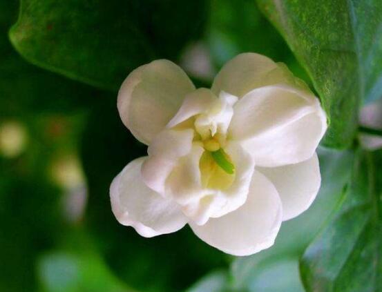 茉莉花怎么澆水，茉莉花澆水方法"