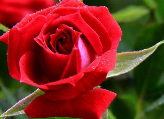 薔薇花什么時(shí)候種植，薔薇花幾月種植"