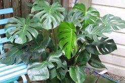 龜背竹有風(fēng)水講究嗎，這些位置千萬(wàn)不要放"