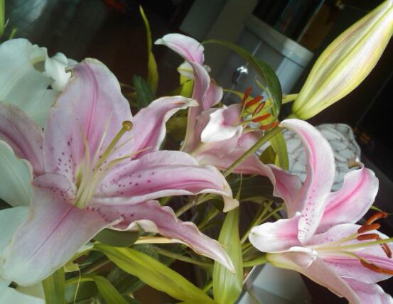 香水百合的養(yǎng)殖方法和注意事項，老農(nóng)教你最實用七大養(yǎng)殖方法"