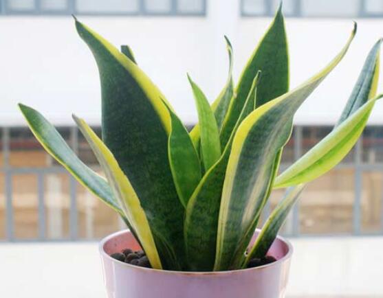 虎皮蘭怎么分株繁殖，切割葉叢/保留葉片、根莖狀、吸芽"