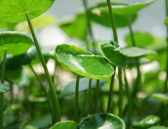 銅錢(qián)草泡水喝的作用，利尿排石、抗炎消炎"