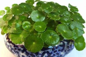 銅錢(qián)草的風(fēng)水作用是什么，銅錢(qián)草的功效與作用"