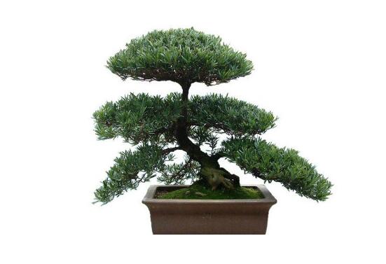 羅漢松能種大門兩邊嗎，可以/趨吉避兇、辟邪化煞"