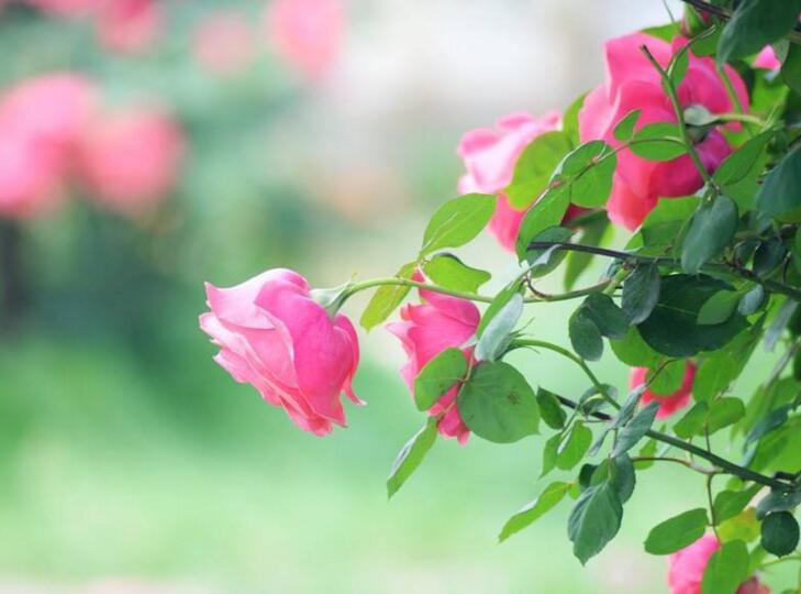 月季葉子發(fā)蔫怎么辦，3種解決方法讓它煥發(fā)生機(jī)"