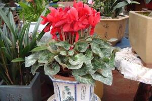 仙客來(lái)黃葉是怎么回事，仙客來(lái)葉子發(fā)黃處理方法"