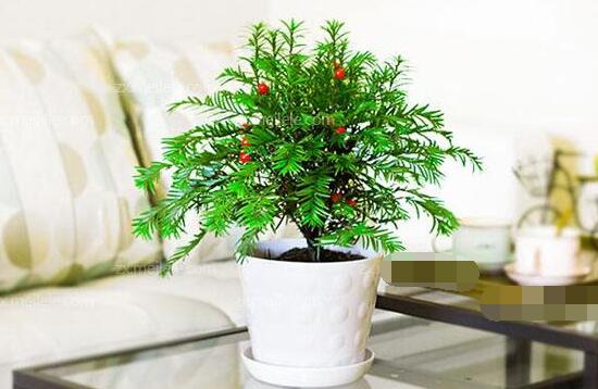 紅豆杉適合擺放在哪里，盤點風水最好的五個位置"