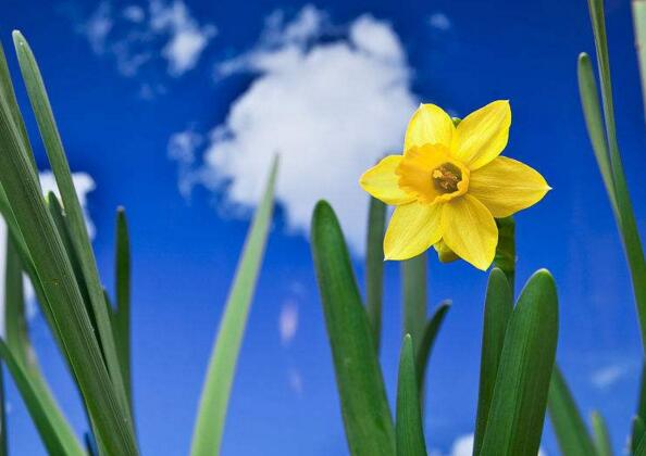 水仙花和風(fēng)信子的區(qū)別，從3個方面了解不同之處"