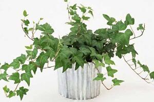 常春藤花語是什么，象征著忠誠與友誼"