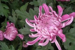 菊花葉子枯萎了怎么辦，找到病害原因并及時處理"