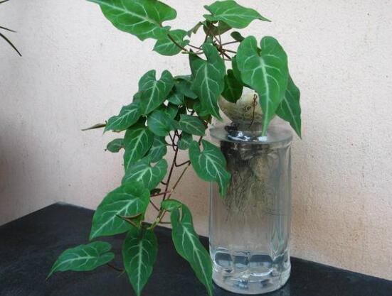 常春藤水培怎么生根快，教你六大方法快速生根"