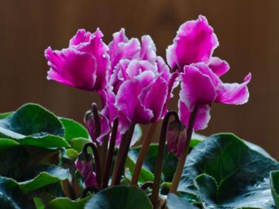 仙客來種子種植方法，以飽滿健康種子最佳/浸種催芽"