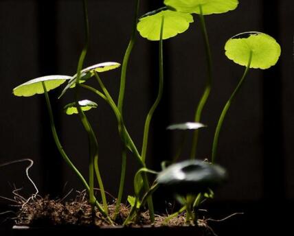 銅錢(qián)草放在什么位置好，放在陽(yáng)臺(tái)上最合適"