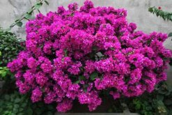 三角梅爛根怎么辦，修剪爛根后更換土壤重新養(yǎng)護"