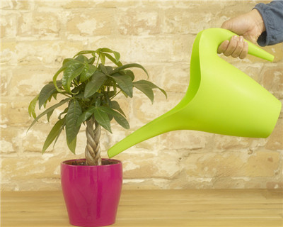 發(fā)財樹如何澆水，發(fā)財樹多久澆水一次