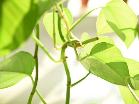 綠蘿葉子長黃斑怎么辦，四個(gè)原因以及解決辦法"