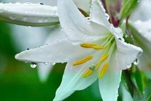 百合花多久澆次水，盆栽百合花怎么澆水/三天澆次水"