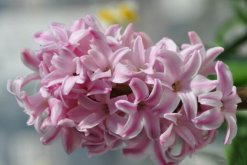 風(fēng)信子花葉病癥狀及防治，只能預(yù)防"