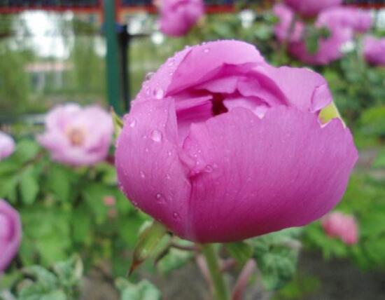 牡丹花怎么施肥，牡丹花施肥方法"