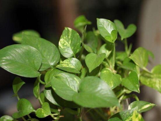 大葉綠蘿的養(yǎng)殖方法和注意事項(xiàng)，老農(nóng)總結(jié)七大養(yǎng)殖方法"