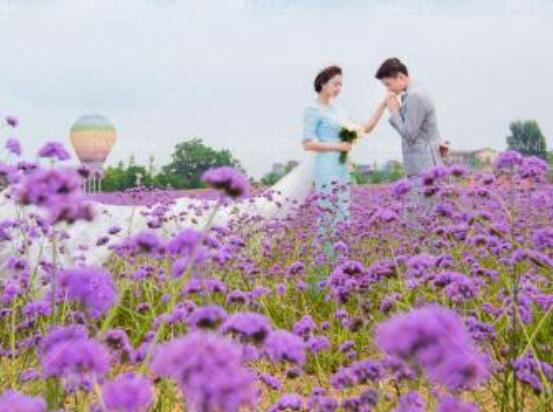 薰衣草的花語是什么，代表著心心相印、愛情的等待"