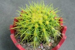 仙人球夏天怎么養(yǎng)，做好以下4點才是關(guān)鍵