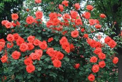 月季花品種大全，月季花的5大品種"