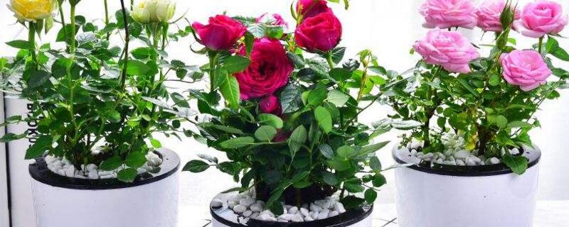 小玫瑰葉子發(fā)黃脫落