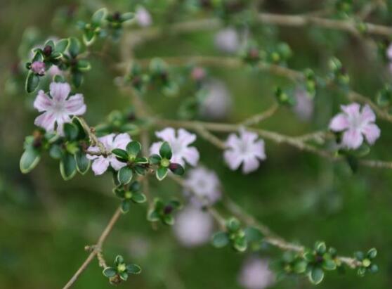 六月雪盆栽的寓意，寓意著守望愛情、不可缺的配角"