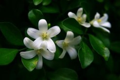九里香的花期是什么時候，每年4月開花（花期為4個月）"