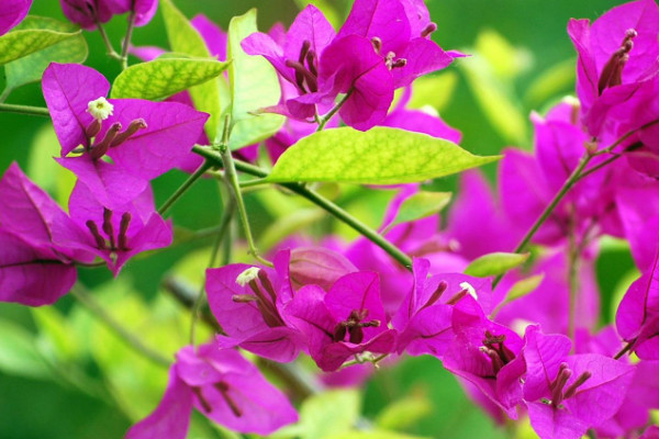 三葉梅的養(yǎng)殖方法和注意事項，每年春季要換土換盆