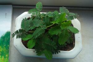 含羞草有毒嗎，含羞草可以放在臥室嗎/有毒觸碰掉頭發(fā)"