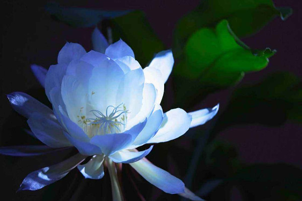 曇花為什么只能一現(xiàn)，生長習(xí)性所決定"