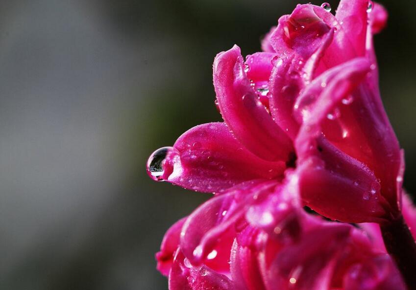 風信子土培的養(yǎng)殖方法，要從土壤等5個方面注意"