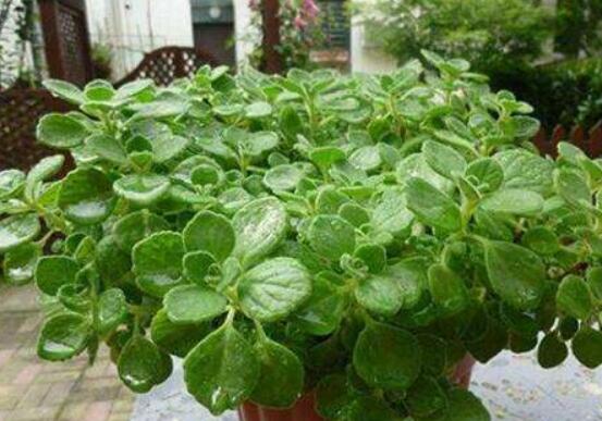 碰碰香冬天養(yǎng)殖方法，注意做好保溫保暖/減少澆水施肥"