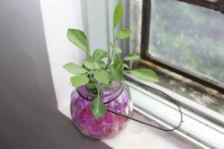 水培九里香的養(yǎng)殖方法，九里香水培養(yǎng)殖5大要點"