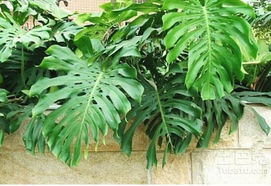 龜背竹有幾個(gè)品種，細(xì)數(shù)龜背竹六大品種"