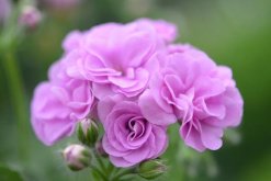 天竺葵的修剪方法，天竺葵修剪整形方法"