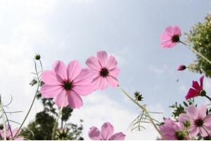 格?；ǖ幕ㄕZ(yǔ)和寓意，憐取眼前人/幸福/吉祥圣潔"