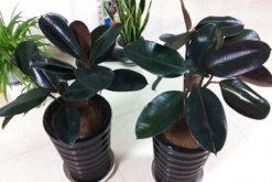 橡皮樹(shù)長(zhǎng)太高怎么辦，及時(shí)的移動(dòng)并修剪"