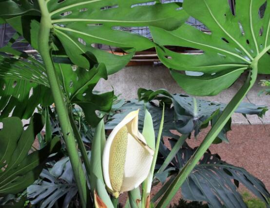 龜背竹的養(yǎng)殖方法和注意事項(xiàng)，老農(nóng)教你八大簡(jiǎn)單易學(xué)養(yǎng)殖方法"