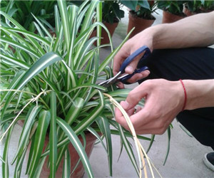 吊蘭的繁殖方法"