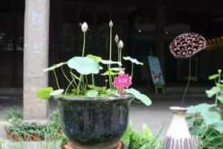室內(nèi)養(yǎng)殖荷花方法，養(yǎng)好荷花需牢記以下5點(diǎn)"